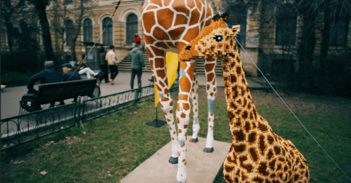 Muzeul Național de Istorie Naturală Grigore Antipa aduce animale LEGO în expoziție: girafa iconică primește un „prieten” construit din 80.000 de piese